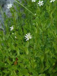 Attēlu rezultāti vaicājumam “Stellaria crassifolia”