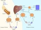<b>lipoproteins</b> and proteins,