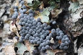 Attēlu rezultāti vaicājumam “Physarum bryomacrocarpum spores”