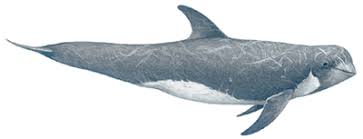 Image result for Grampus griseus