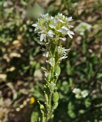 Attēlu rezultāti vaicājumam “Berteroa incana”