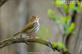 Image result for Seiurus aurocapilla