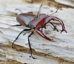 Attēlu rezultāti vaicājumam “Lucanidae”