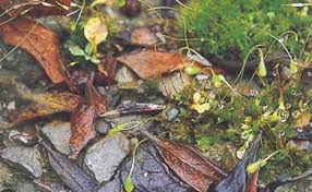 Attēlu rezultāti vaicājumam “Funariales”