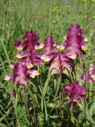 Attēlu rezultāti vaicājumam “Melampyrum cristatum”