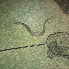 Image result for Chelon tricuspidens