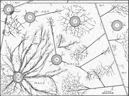 Attēlu rezultāti vaicājumam “Didymium annulisporum spores”