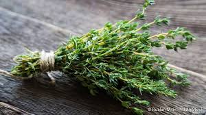 Image result for Thymian