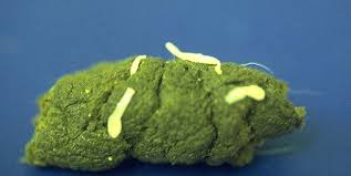 Image result for cestoda excrement dog
