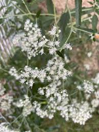 Attēlu rezultāti vaicājumam “Enteridium corticatum young”