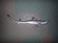 Image result for Mustelus palumbes