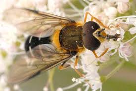 Attēlu rezultāti vaicājumam “Leucozona glaucia”