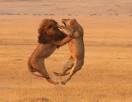 Why the lion normally wins in a fight with a tiger in Lion vs ...