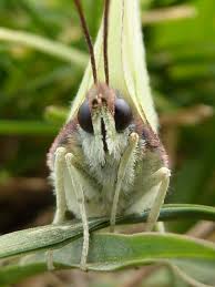 Attēlu rezultāti vaicājumam “Gonepteryx rhamni female”