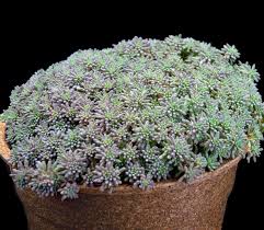 Attēlu rezultāti vaicājumam “Sedum hispanicum fruit”