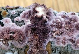 Attēlu rezultāti vaicājumam “Trichaptum abietinum”