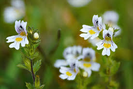 Attēlu rezultāti vaicājumam “Euphrasia”