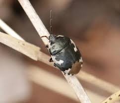 Attēlu rezultāti vaicājumam “Tritomegas bicolor imago”