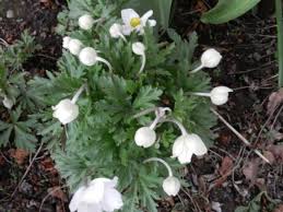 Attēlu rezultāti vaicājumam “Anemone sylvestris bud”