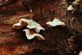 Attēlu rezultāti vaicājumam “Steccherinum bourdotii”