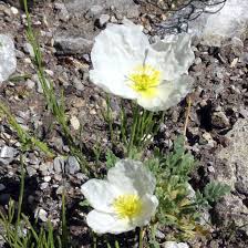 Image result for Alpenmohn