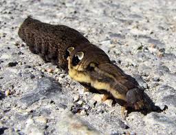 Attēlu rezultāti vaicājumam “Deilephila elpenor larva”