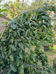 Attēlu rezultāti vaicājumam “Corylus avellana”