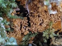 Attēlu rezultāti vaicājumam “Oligonema sp.”