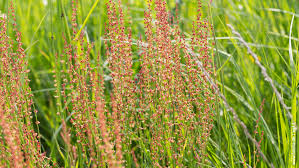 Image result for Sauerampfer