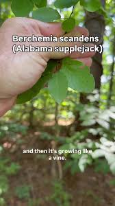 Attēlu rezultāti vaicājumam “Scheuchzeria palustris fruit”