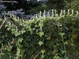Attēlu rezultāti vaicājumam “Echinocystis lobata flower”