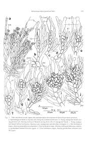 Attēlu rezultāti vaicājumam “Batrachospermum moniliforme”