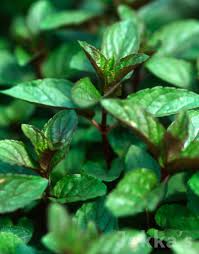 Attēlu rezultāti vaicājumam “Mentha x piperita leaf”