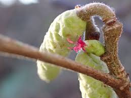Attēlu rezultāti vaicājumam “Corylus avellana female flower”