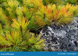 Attēlu rezultāti vaicājumam “Pinus pumila”