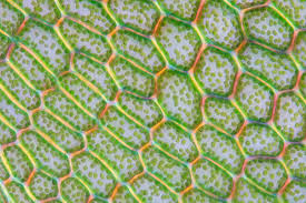 Attēlu rezultāti vaicājumam “Cinclidium stygium”