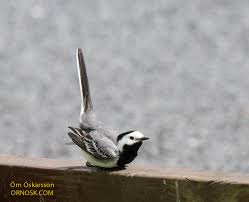 Attēlu rezultāti vaicājumam “Motacilla alba nest”