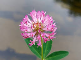 Attēlu rezultāti vaicājumam “Trifolium medium flower”