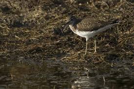Attēlu rezultāti vaicājumam “Tringa ochropus”