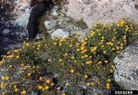 Attēlu rezultāti vaicājumam “Potentilla supina flower”