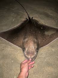 Image result for Myliobatis freminvillei