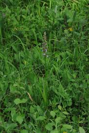 Attēlu rezultāti vaicājumam “Gymnadenia conopsea fruit”