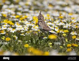 Attēlu rezultāti vaicājumam “Galerida cristata adult”