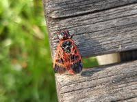 Attēlu rezultāti vaicājumam “Caenolyda reticulata”