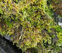 Attēlu rezultāti vaicājumam “Homalothecium sericeum”