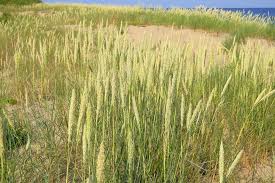 Attēlu rezultāti vaicājumam “Ammophila arenaria”