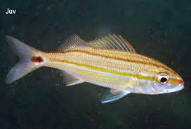 Image result for Haemulon aurolineatum