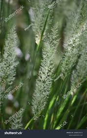 Attēlu rezultāti vaicājumam “Calamagrostis arundinacea leaf”