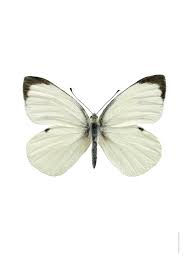 Attēlu rezultāti vaicājumam “Pieris brassicae male”