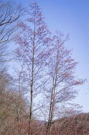Attēlu rezultāti vaicājumam “Alnus glutinosa flower”